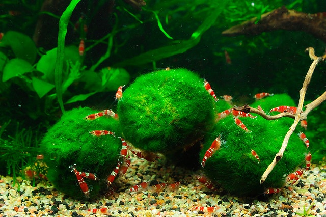 Are Marimo Moss Balls Good For Shrimp