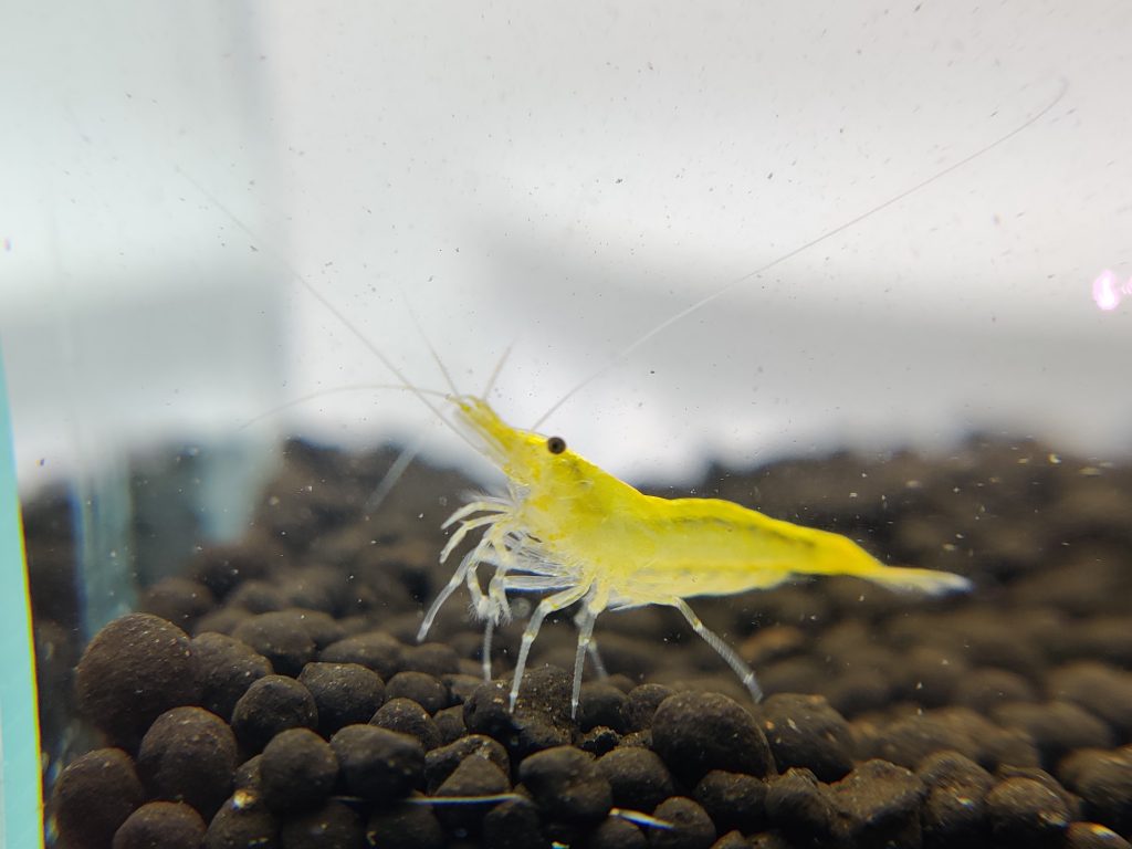 Neon Yellow Shrimp