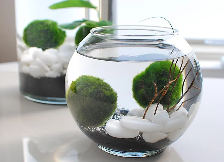 Are Marimo Moss Balls Good For Shrimp