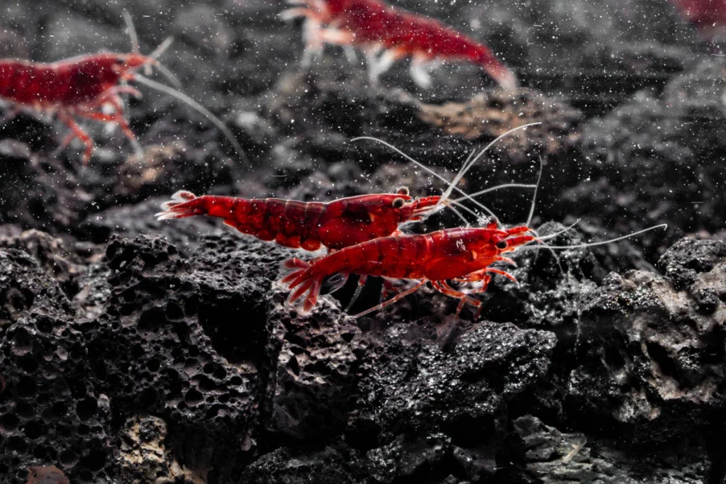 Bloody Mary Shrimp