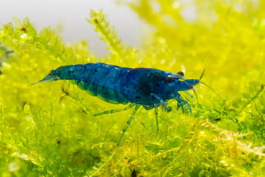 Blue Dream Shrimp
