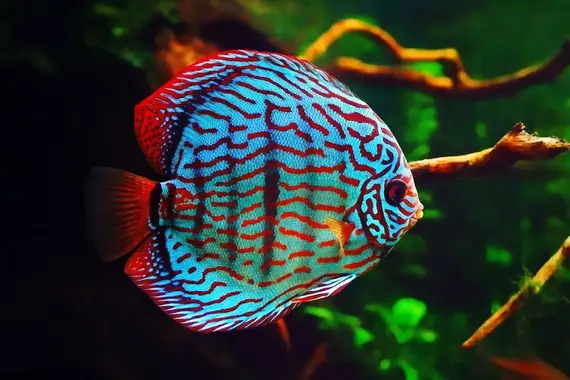 Discus Fish