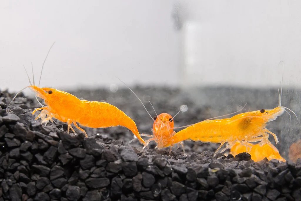 Orange Sakura Shrimp