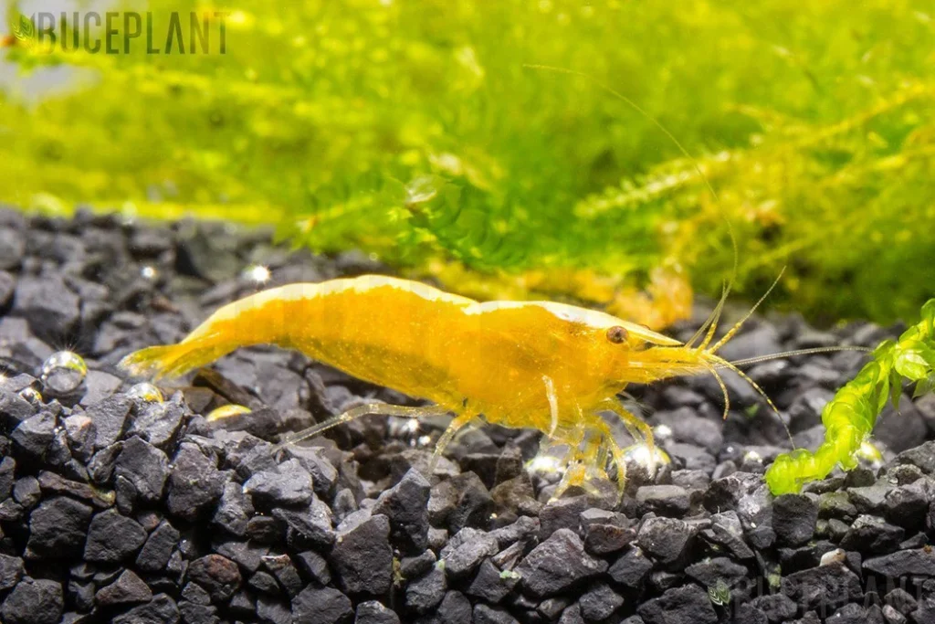 Yellow Golden Back Shrimp